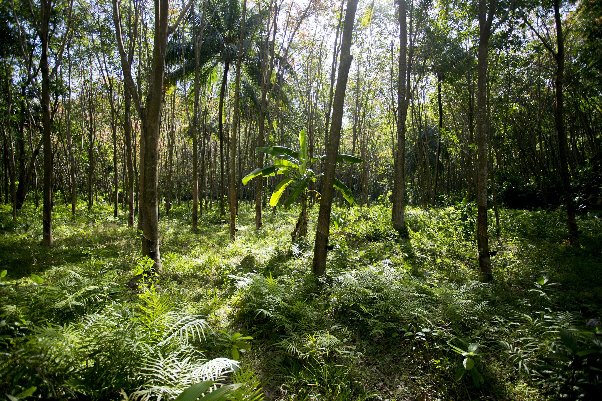 Natural rubber plantations 
