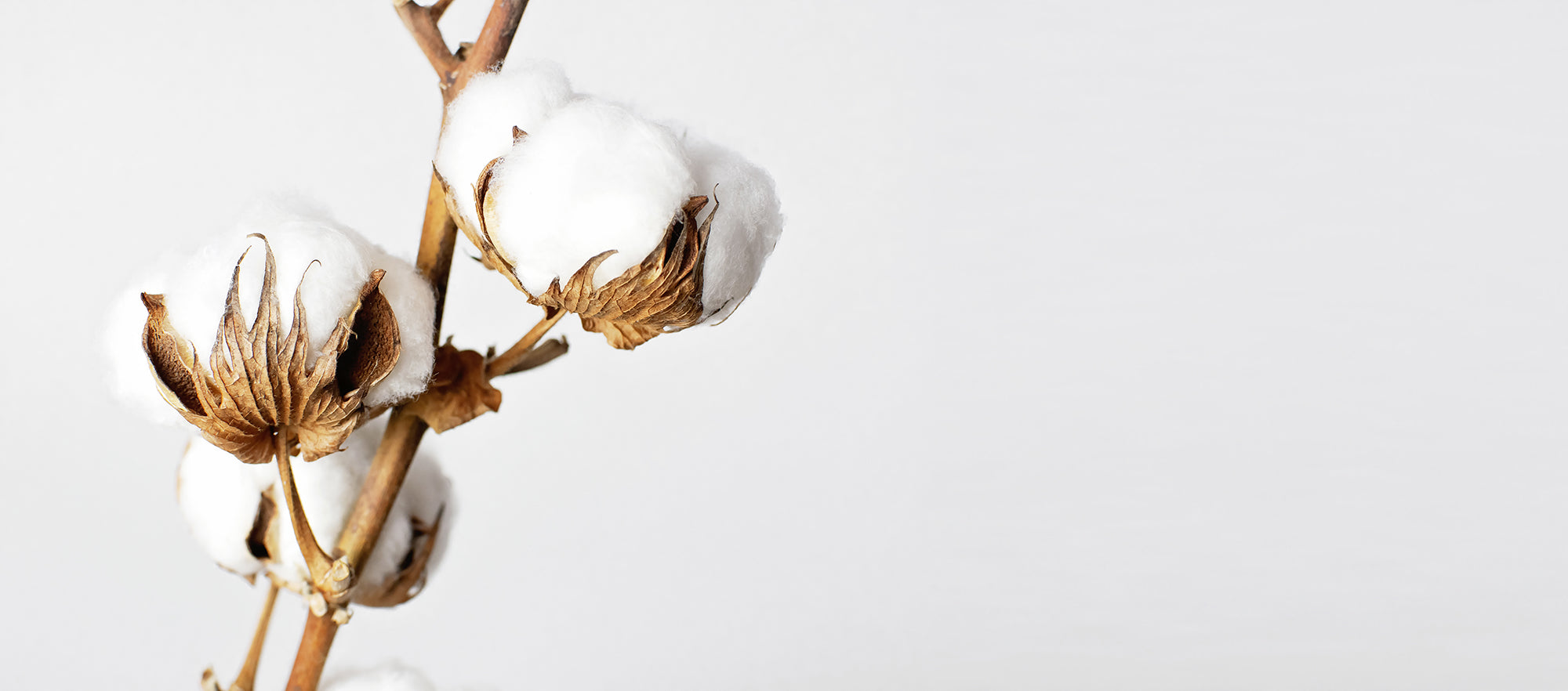 Organic cotton for WAES